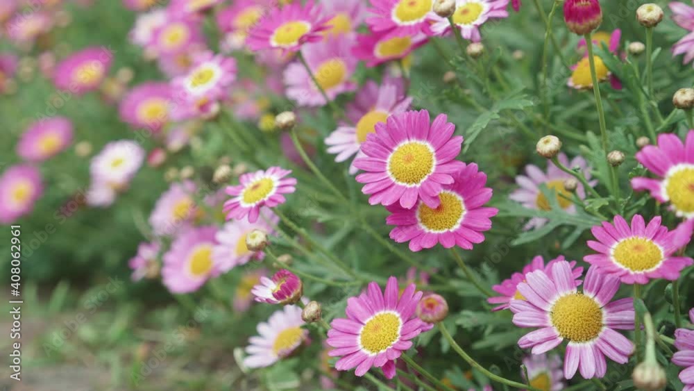 Beautiful pink flower bloom and petal in the garden, season springtime or summer, ecology and environment, botany in meadow, floral in field nature background, nobody, no people. Beautiful pink flower bloom and petal in the garden, season springtime or summer, ecology and environment, botany in meadow, floral in field nature background, nobody, no people.