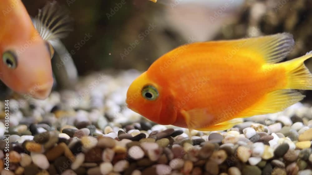 golden decorative fish in an aquarium on a background of green underwater plants and stones golden decorative fish in an aquarium on a background of green underwater plants and stones
