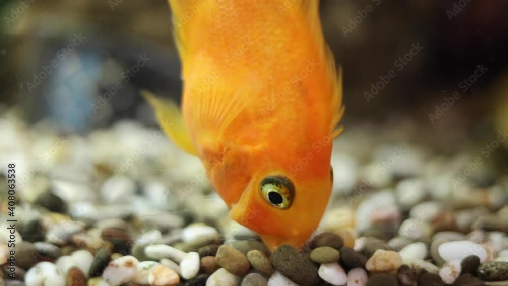golden decorative fish in an aquarium on a background of green underwater plants and stones golden decorative fish in an aquarium on a background of green underwater plants and stones