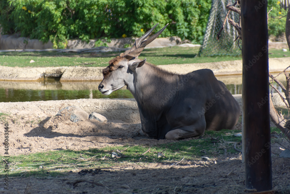 Dubai, United Arab Emirates – January 22, 2021, beautiful Animals in Dubai Safari Park (Dubai Zoo)