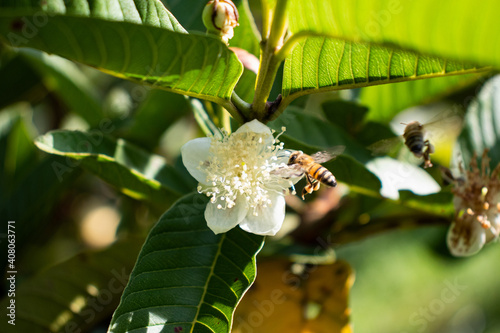 Abeja africana en la flor de guayaba recolectando el polen 