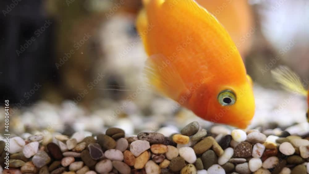 golden decorative fish in an aquarium on a background of green underwater plants and stones golden decorative fish in an aquarium on a background of green underwater plants and stones
