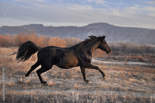 Black stallion on the loose against the mountains in autumn