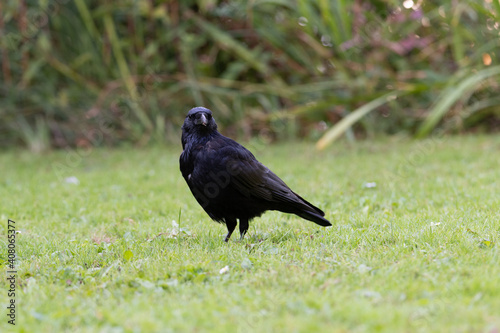 European Crow sitting in the grass on the ground