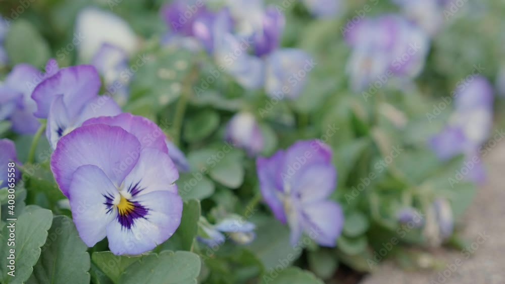 Beautiful purple flower bloom and petal in the garden, season springtime or summer, ecology and environment, botany in meadow, floral in field nature background, nobody, no people. Beautiful purple flower bloom and petal in the garden, season springtime or summer, ecology and environment, botany in meadow, floral in field nature background, nobody, no people.