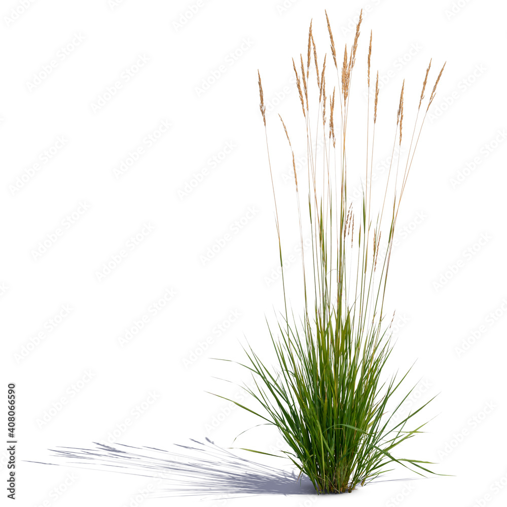 tuft of ornamental grass isolated on white background Stock Photo