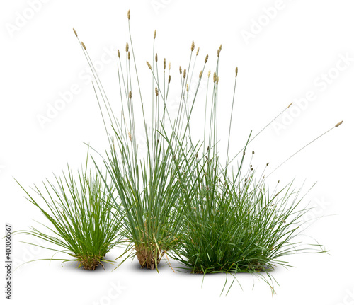 ornamental grass isolated on white background © Martin