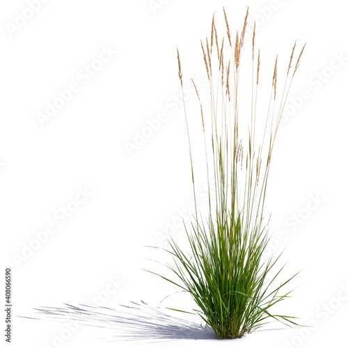 tuft of ornamental grass isolated on white background