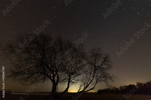starry night sky with a tree silhouette