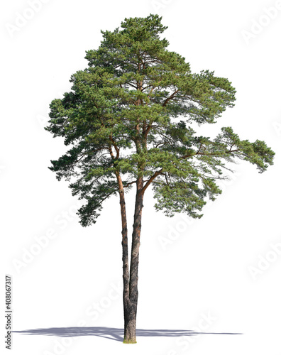 pine tree isolated on white backgroud
