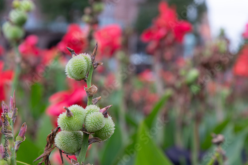 Green Spiky Ball Plant