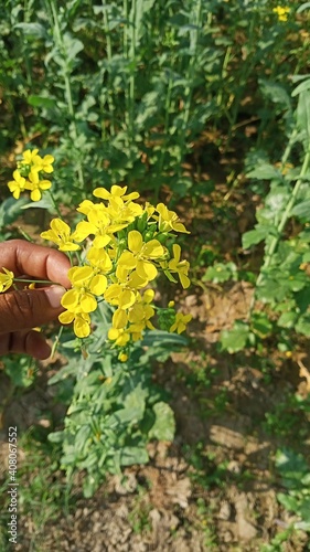 Mustard flower shoot on my village farm © sanjay