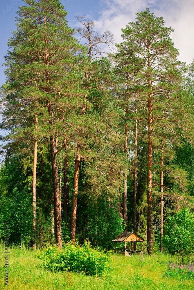 Obraz premium A small gazebo on the edge of a pine forest. Summer sunny day.