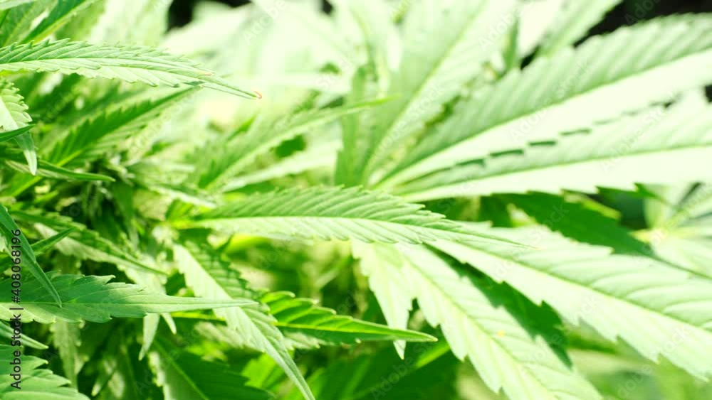 Ripe cannabis plant - hemp - in 4K VIDEO. Blooming female marijuana flower and leafs growing in homemade garden. Shallow depth of field and blurred background. Illuminated by sunlight. Close-up. Ripe cannabis plant - hemp - in 4K VIDEO. Blooming female marijuana flower and leafs growing in homemade garden. Shallow depth of field and blurred background. Illuminated by sunlight. Close-up.