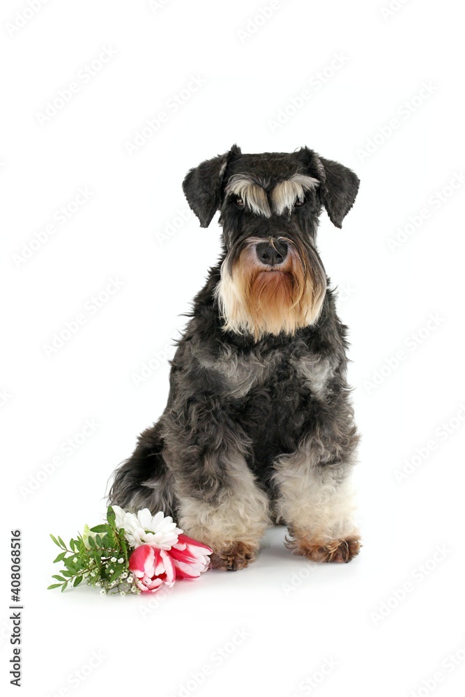 spring dog miniature schnauzer  white background 