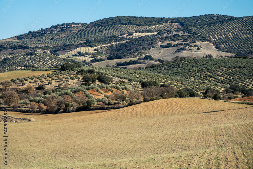Fototapeta premium Andalusian rural landscape of hills cultivated with olive trees and cereals