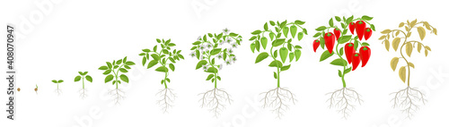 Growth stages of bell pepper plant. Capsicum annuum. Ripening period steps. Harvest animation progression. Fertilization phase. Vector infographic set.