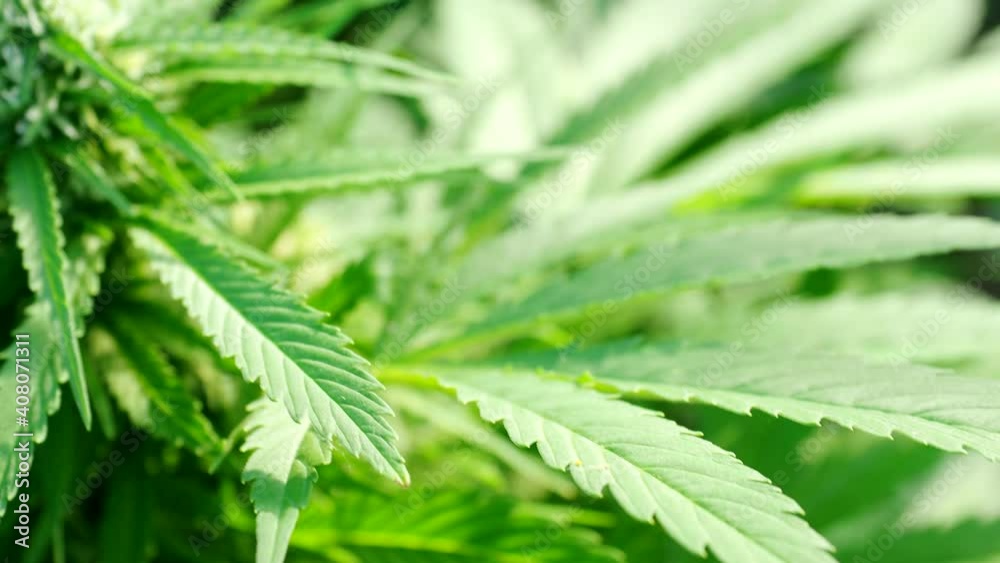 Ripe cannabis plant - hemp - in 4K VIDEO. Blooming female marijuana flower and leaves growing in homemade garden. Shallow depth of field and blurred background. Illuminated by sunlight. Close-up. Ripe cannabis plant - hemp - in 4K VIDEO. Blooming female marijuana flower and leaves growing in homemade garden. Shallow depth of field and blurred background. Illuminated by sunlight. Close-up.