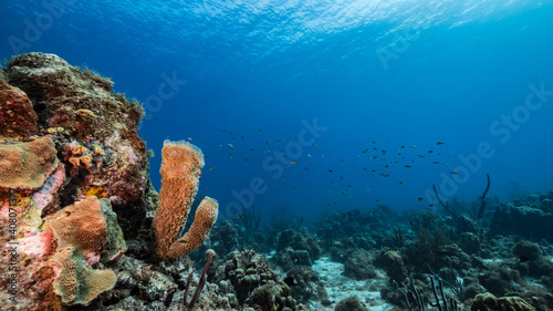 Seascape in turquoise water of coral reef in Caribbean Sea, Curacao with fish, coral and Vase Sponge