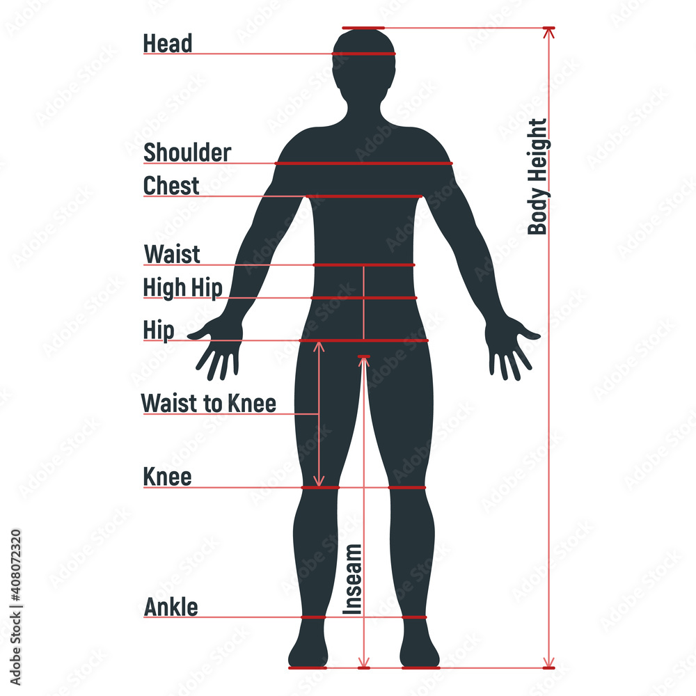 Male size chart anatomy human character, people dummy front and view ...