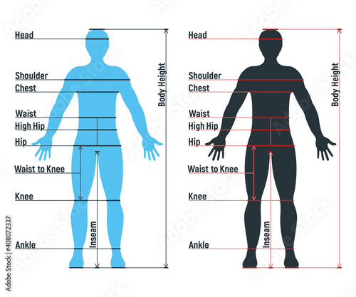 Male size chart anatomy human character, people dummy front and view side body silhouette, isolated on white, flat vector illustration.