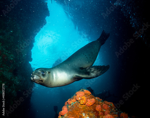 Underwater photography in Baja California Sur, Mexico