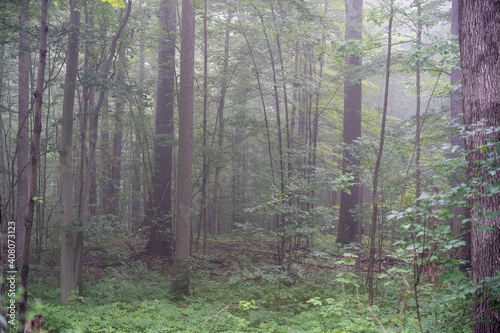 Fog in the Woods