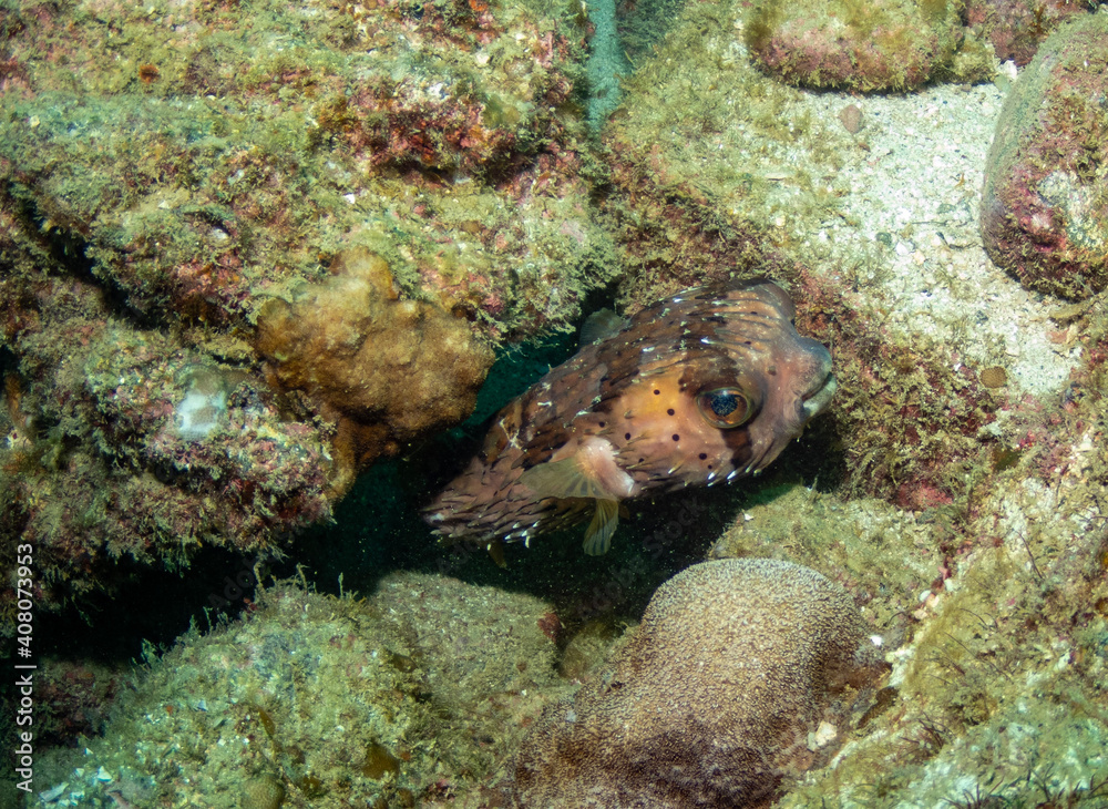 Underwater photography in Baja California Sur, Mexico Underwater photography in Baja California Sur, Mexico