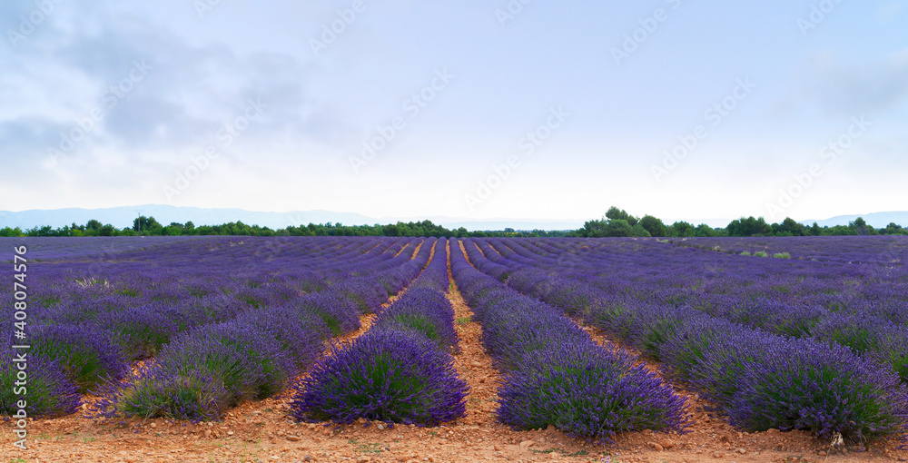 Obraz premium Blooming Lavender field