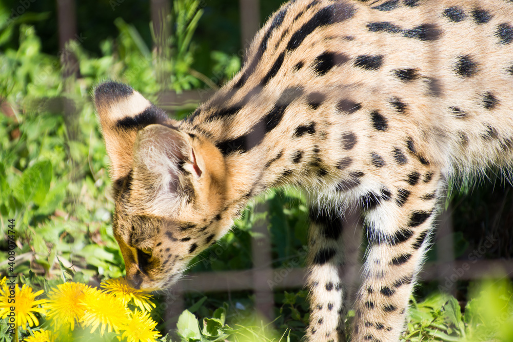 Obraz premium サーバル