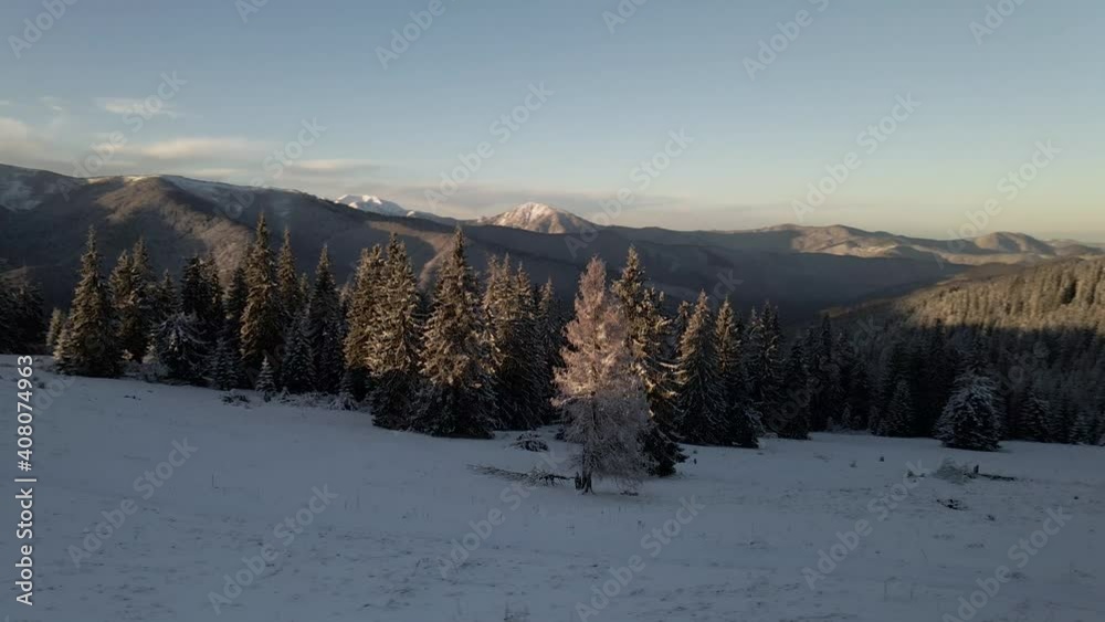 Drone spin around snow covered frozen pine tree. Aerial view of mountain forest valley Drone spin around snow covered frozen pine tree. Aerial view of mountain forest valley