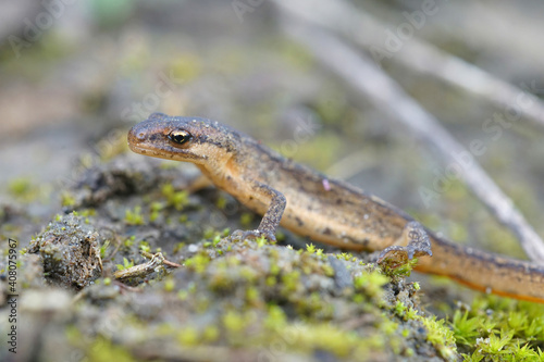 A terrestrial phase, sub-adult smooth newt, Lissotriton vulgaris on the ground 