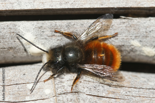 Close up of a male horned mason bee , Osmia cornuta, warming up in the sun. photo