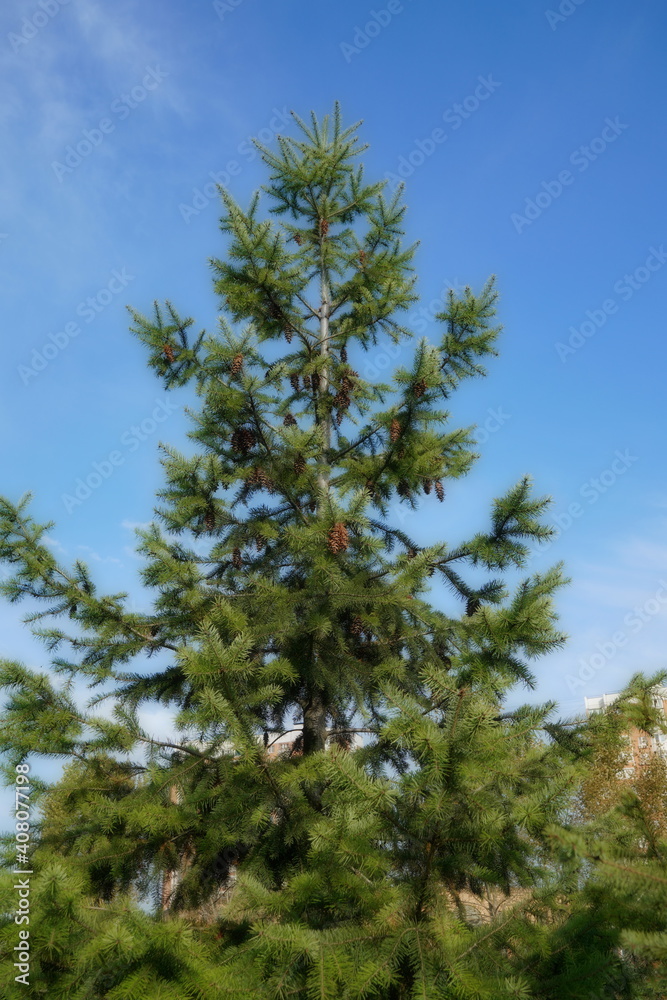 Cones on a tree against a blue sky