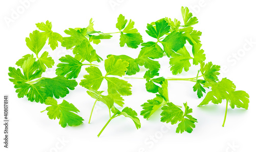 Parsley Leaf isolated on white background. Fresh Parsley herb Top view. Flat lay. Collection.