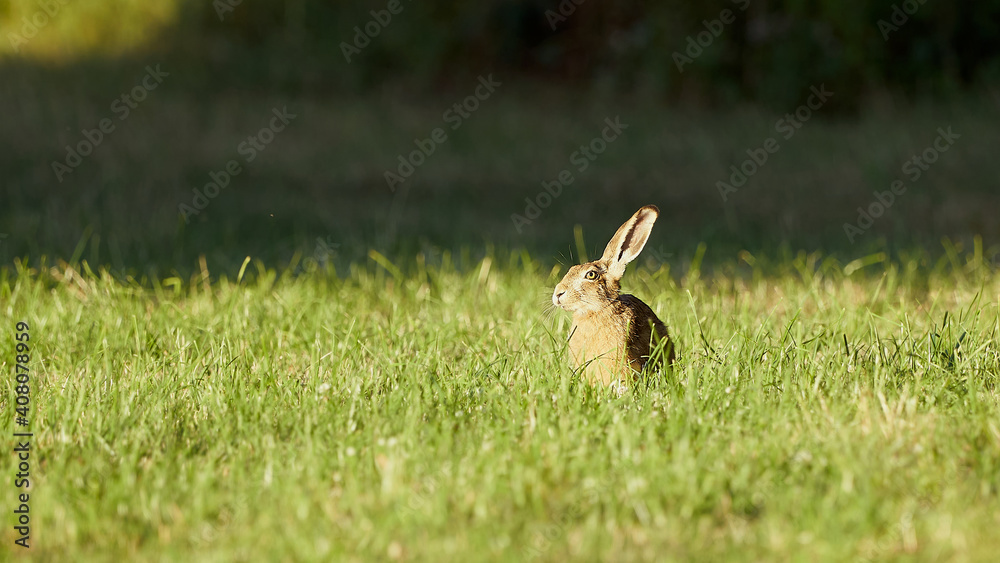 Aufmerksamer Hase
