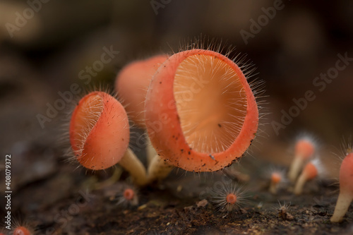 Mushrooms in Natural Life