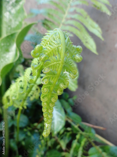 la belleza de la hoja de un helecho