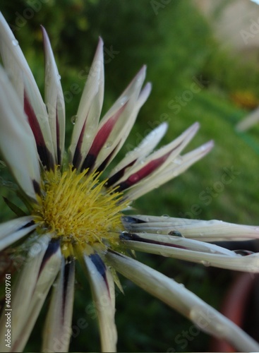 Gazania muy bella