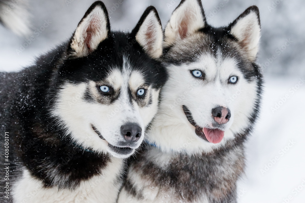 Portrait of a Siberian husky, friendship forever. Pet. Husky