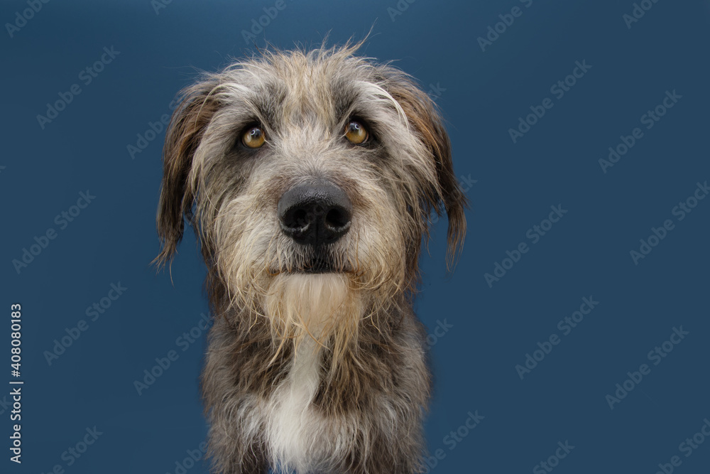 Serious furry dog looking at camera. Isolated on blue background.