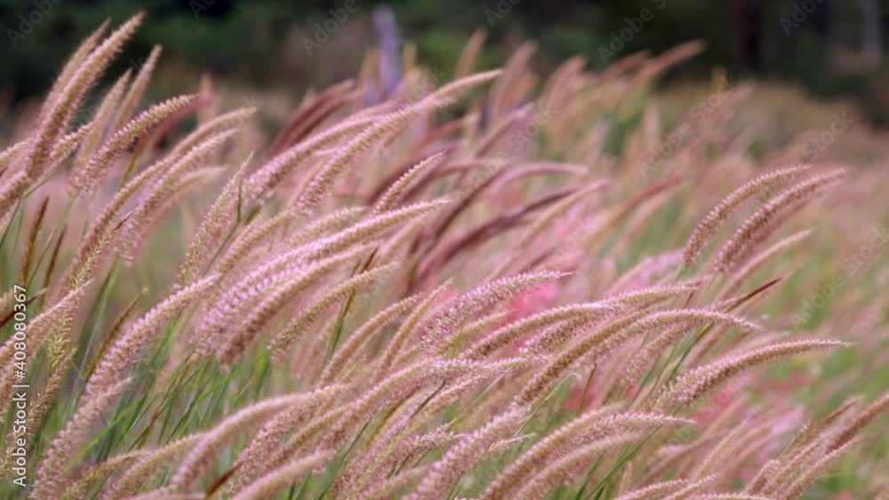 Grass flowers moving in the wind
Grass flowers moving in the wind