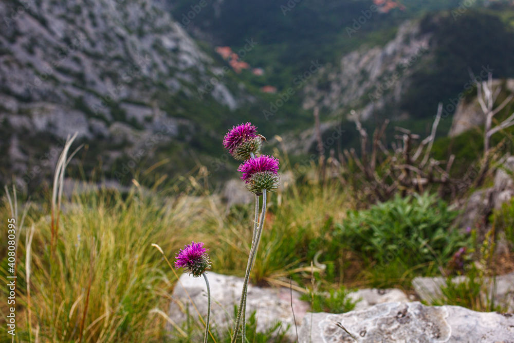 Obraz premium The Jurinea mollis flower in Italian called cardo del Carso