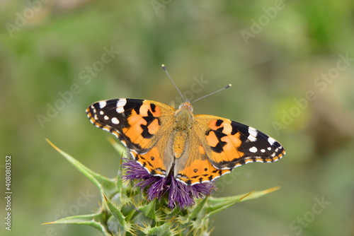 butterfly on a flower © batuhan