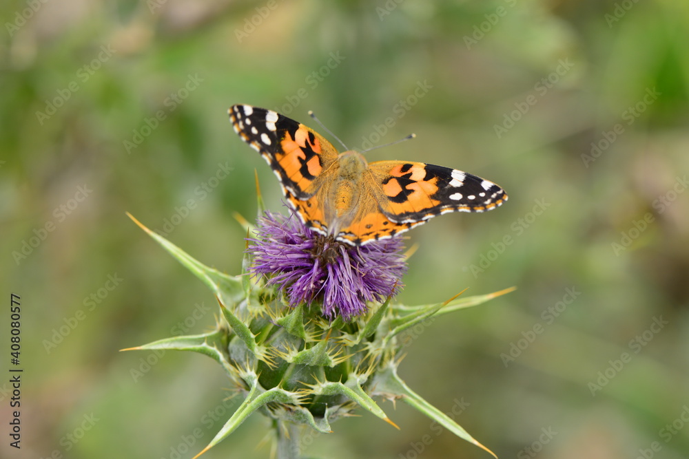 butterfly on flower butterfly on flower