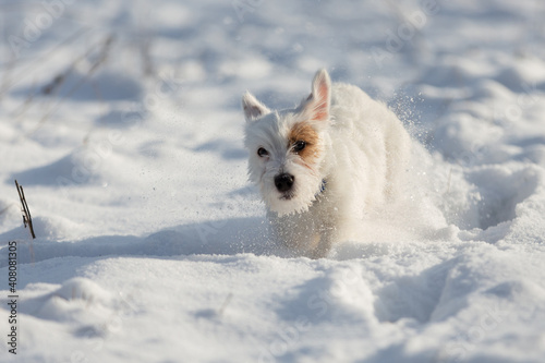 puppy jack russell runs fast in the snow, training