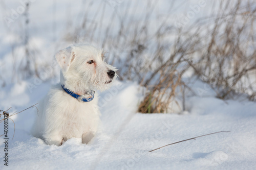 little white dog jack russell walking in the snow