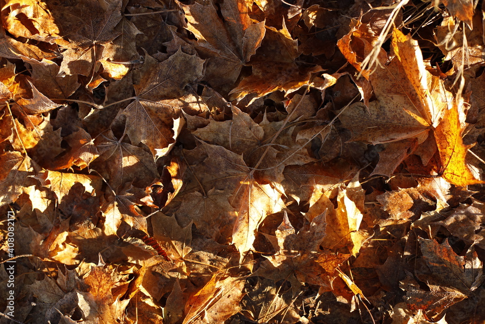 Autumn foliage