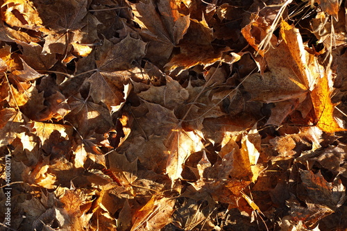 Autumn foliage