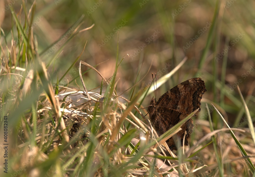 Butterfly Comma Nymphalis polychloros in sunny spring day sit on grass